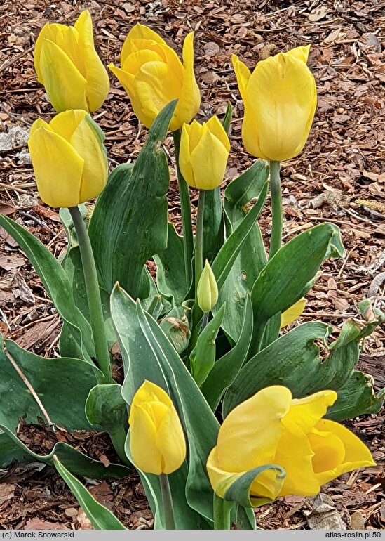 Tulipa Strong Gold