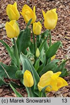 Tulipa Strong Gold