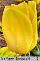 Tulipa Strong Gold