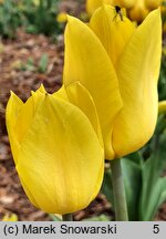 Tulipa Strong Gold