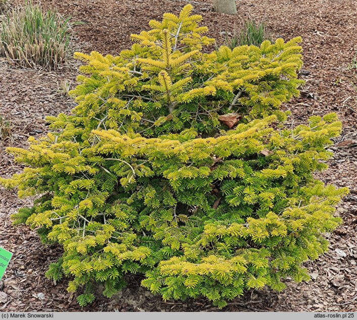 Abies nordmanniana Golden Spreader