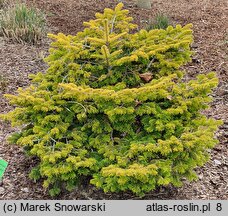 Abies nordmanniana Golden Spreader