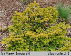 Abies nordmanniana Golden Spreader