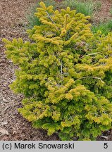 Abies nordmanniana Golden Spreader