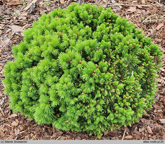 Picea glauca Alberta Globe