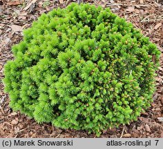 Picea glauca Alberta Globe