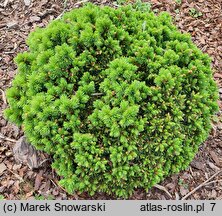 Picea glauca Alberta Globe