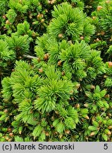 Picea glauca Alberta Globe