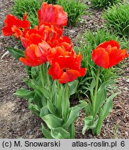 Tulipa Orange Favourite