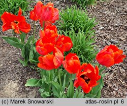 Tulipa Orange Favourite