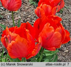 Tulipa Orange Favourite