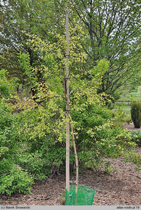 Betula papyrifera Polonica