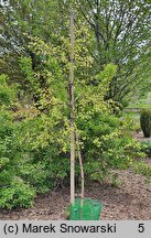 Betula papyrifera Polonica