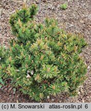 Pinus mugo Walaszczyk