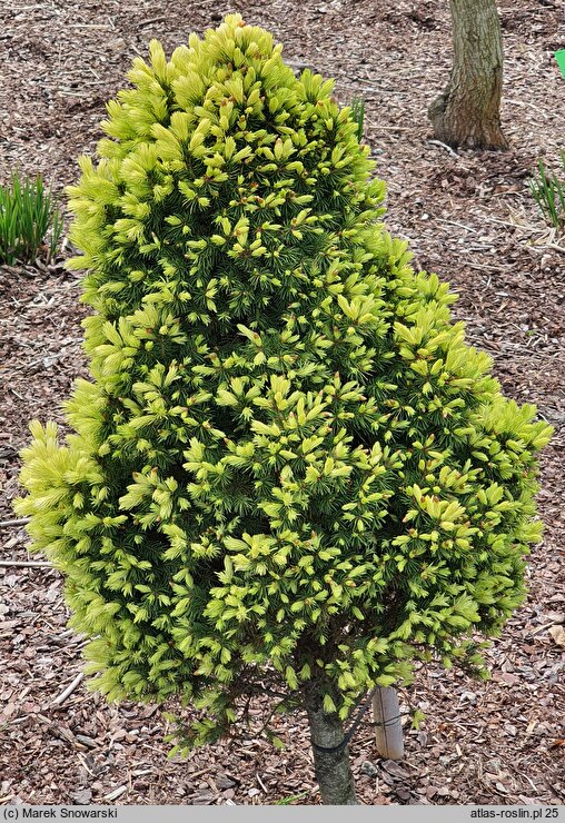 Picea glauca J.W. Daisy's White