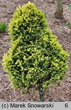 Picea glauca J.W. Daisy's White