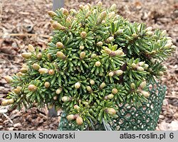 Abies koreana Blauer Eskimo