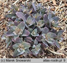 Sedum hort. Oriental Dancer