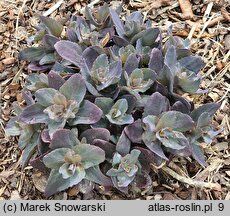 Sedum Oriental Dancer