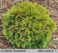 Pinus mugo Rysy