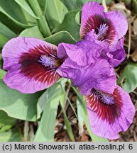 Iris hort. Yo-Yo