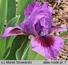 Iris hort. Yo-Yo