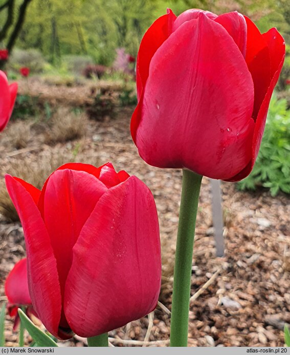 Tulipa Fidelio