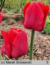 Tulipa Fidelio