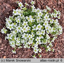 Saxifraga ×arendsii Limerock