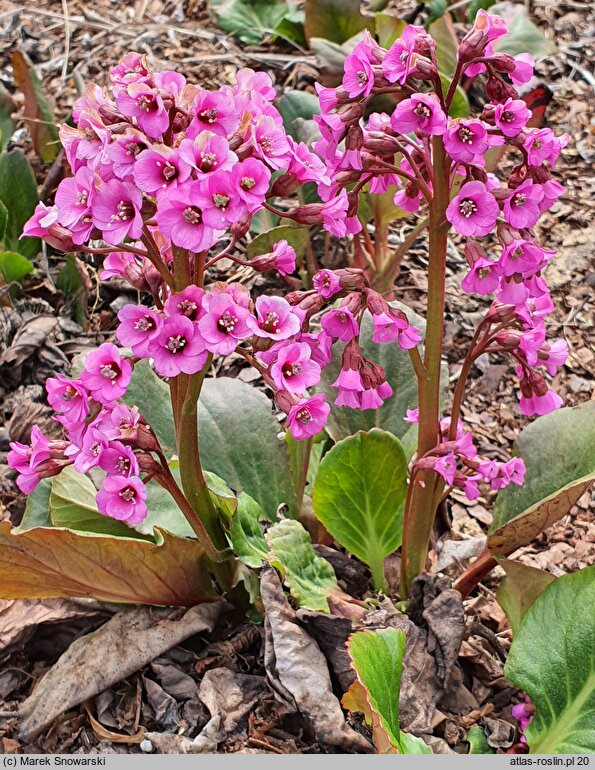 Bergenia Claire Maxine