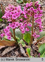 Bergenia Claire Maxine