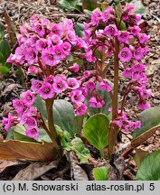 Bergenia Claire Maxine