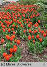 Tulipa Ile de France