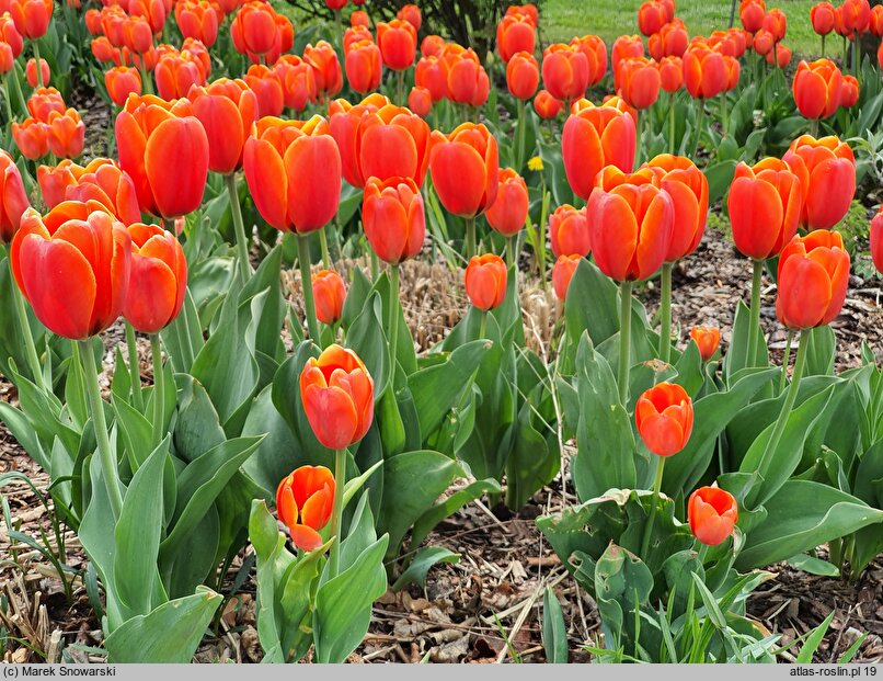 Tulipa Ile de France