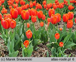 Tulipa Ile de France