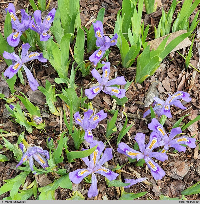 Iris cristata (kosaciec grzebieniasty)