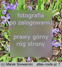 Iris cristata (kosaciec grzebieniasty)