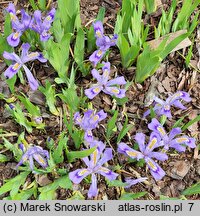 Iris cristata (kosaciec grzebieniasty)