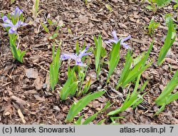 Iris cristata (kosaciec grzebieniasty)