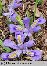 Iris cristata (kosaciec grzebieniasty)