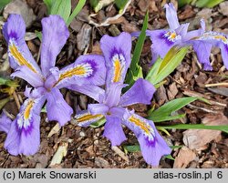 Iris cristata (kosaciec grzebieniasty)