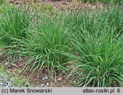 Allium schoenoprasum Diva