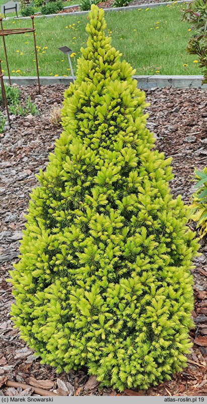 Picea glauca Double Celebration