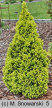 Picea glauca Double Celebration