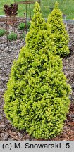 Picea glauca Double Celebration