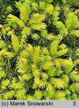 Picea glauca Double Celebration