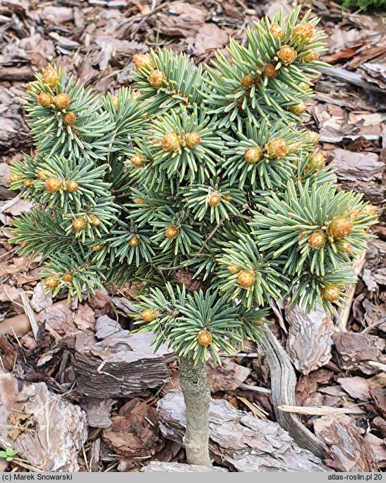 Picea pungens Wojslaw