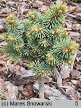 Picea pungens Wojslaw