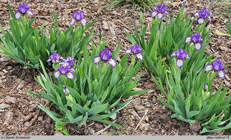 Iris hort. Rebus