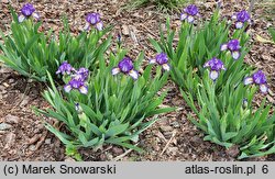 Iris hort. Rebus